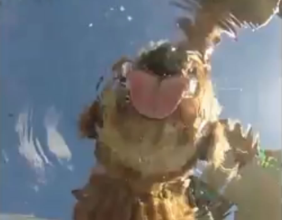 犬类为何是邋遢的饮水者