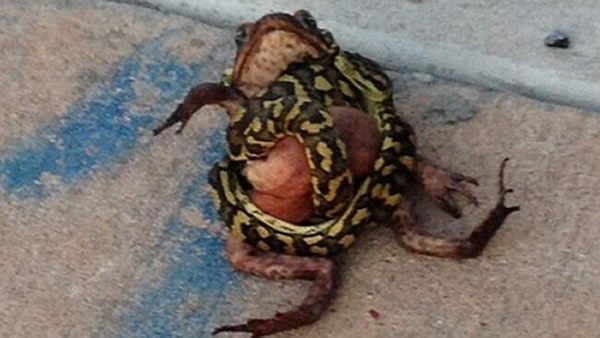 澳大利亚蟒蛇狩猎甘蔗蟾蜍