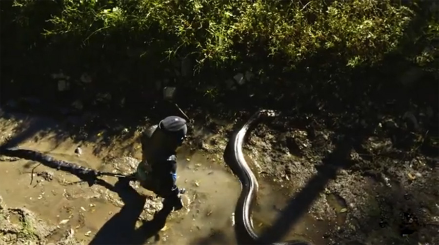 为唤起民众关注遭破坏的亚马逊热带雨林,环境保护者让大蟒蛇把自己吞进肚子。