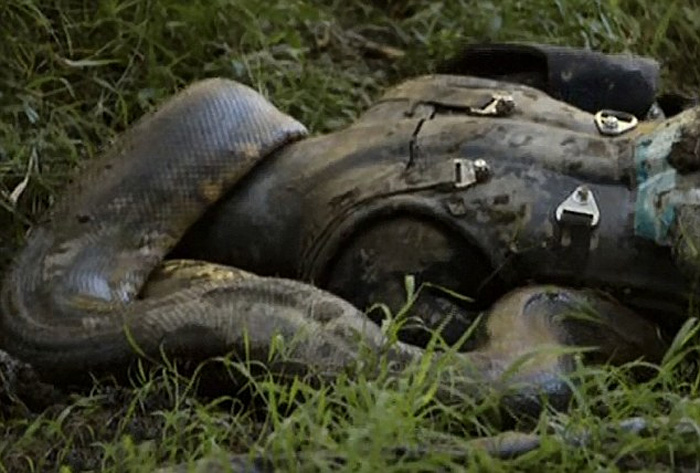 为唤起民众关注遭破坏的亚马逊热带雨林,环境保护者让大蟒蛇把自己吞进肚子。