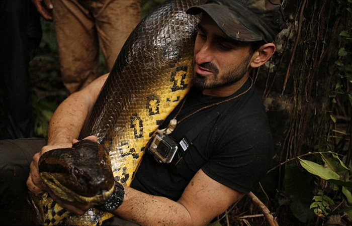 为唤起民众关注遭破坏的亚马逊热带雨林,环境保护者让大蟒蛇把自己吞进肚子。
