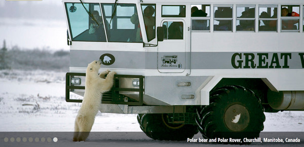 加拿大曼尼托巴省推出“火车旅馆” 让游客可以前进冰原欣赏北极熊、极光