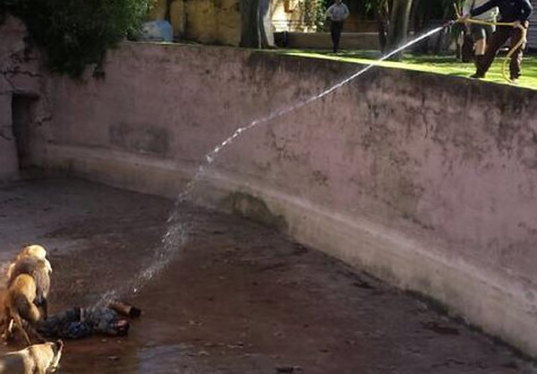 消防队员用强力水柱驱赶30分钟,才顺利救出狮子眼中的「玩伴」。