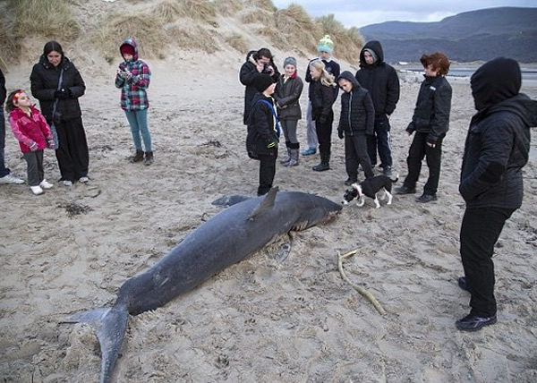 ��������Χ������ʬ��