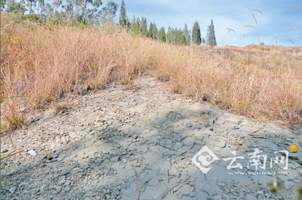 小歪头山化石剖面
