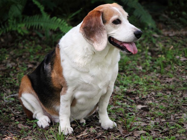 过胖的狗的肠道与过胖的人类的肠道相似