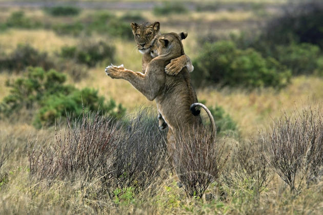 ������ɣ��³���ҹ�԰ʨ����������