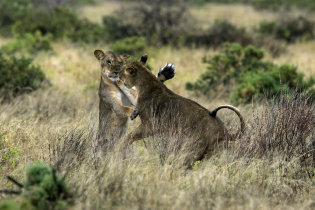 ������ɣ��³���ҹ�԰ʨ����������