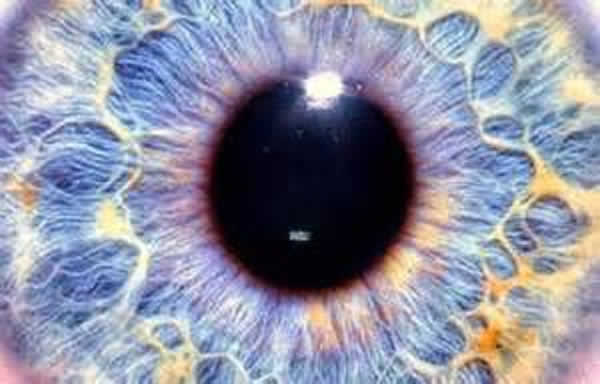 眼中的干细胞可防止常见原因的失明