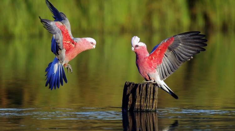新的鸟类谱系图帮助澄清现代鸟类如何在物种大灭绝事件后快速出现