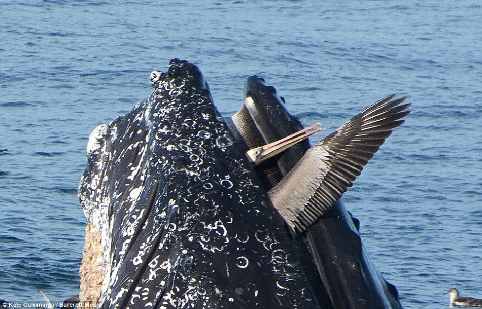 美国加利福尼亚近海一头驼背鲸差点活吞一只在海面捕鱼的鹈鹕