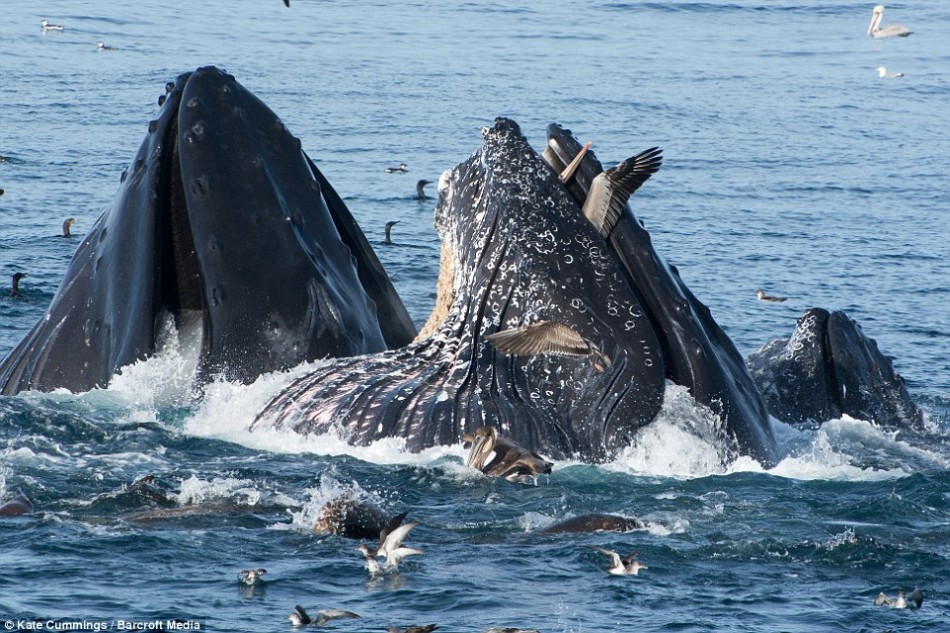美国加利福尼亚近海一头驼背鲸差点活吞一只在海面捕鱼的鹈鹕
