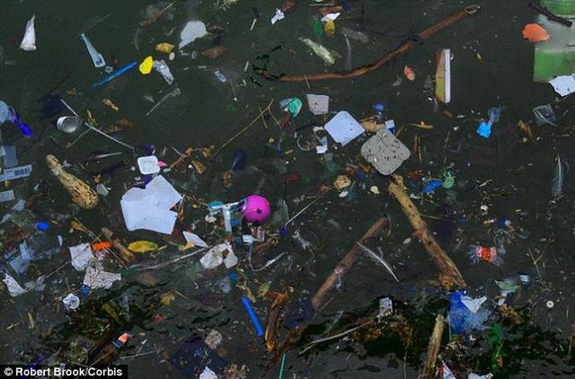 科学家最新研究显示,全球海洋漂浮的塑料垃圾重量接近269000吨,将严重污染海洋环境,导致大量海洋生物死亡。