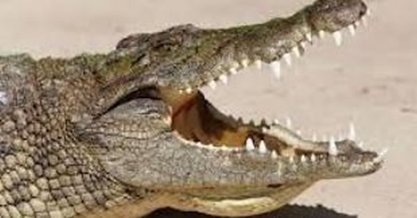 鳄鱼“钓鱼”猎杀小鸟
