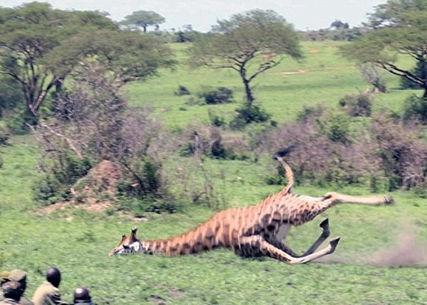 长颈鹿(图)误中捕兽器倒下