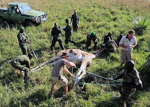 护林员及兽医随即展开拯救行动