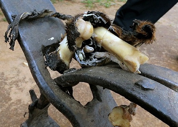 当地不少盗猎者以捕兽器(图)捕捉野生长颈鹿