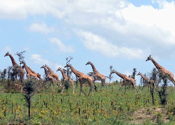 目前非洲只剩下8万只野生长颈鹿。