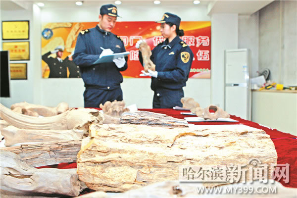 哈尔滨海关在一批寄往台湾的普通邮件包裹内查获26件古生物化石