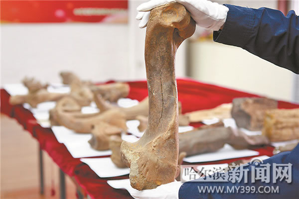 哈尔滨海关在一批寄往台湾的普通邮件包裹内查获26件古生物化石