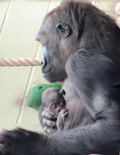 动物园发放的照片显示,缪古对初生宝宝非常温柔体贴,呵护备至。