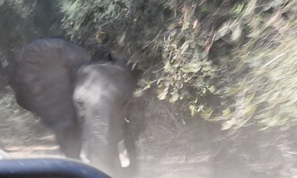 �ޱ��ǹ��ҹ�԰��ŭĸ����������׷�����ο͵ļ��ճ�