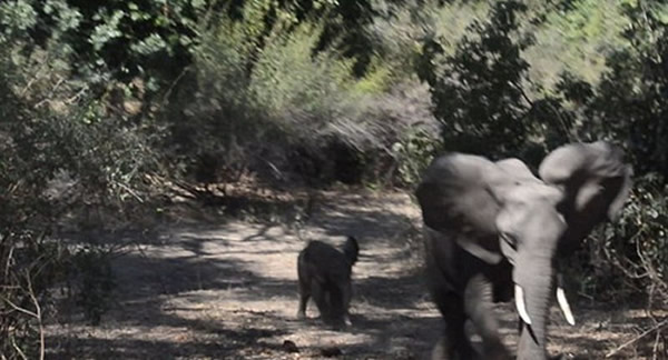 ��׷�ϼ��ճ������У�С���ƺ���Ϊ��ŭ������һ���ܵ�ĸ��ǰ�档