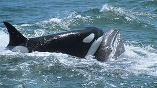 ��Ȼ������ĶԾ���һȺ������ɱ�޴���ͷ��