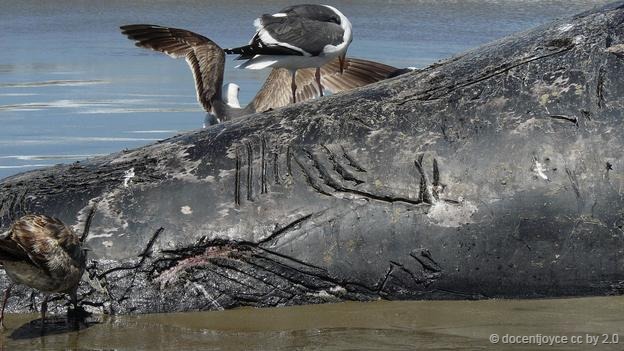 һͷ�����Ϻ�̲�ĻҾ��׾��������л���ҧ�˵ĺۼ�����������ѧ�Һ��ټ�¼�������ܳɹ���ɱ�뾨����ʹ���ڲ��ԻҾ����̵�ʱ������ͷ�����Ϸ��ֵĻ���ҧ�۱������κξ��඼