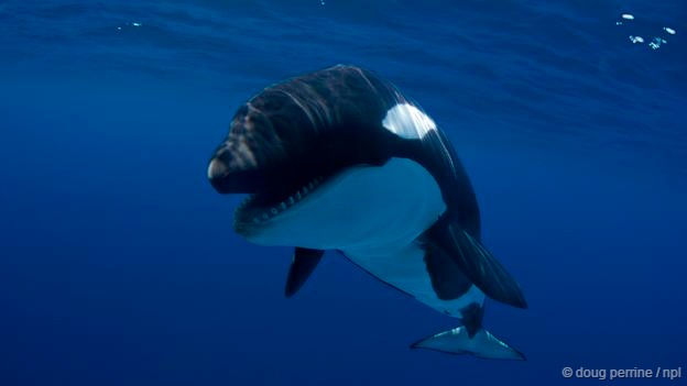 һЩ�����Ǽ��ɸ߳������֡��޲��ء�Ƥ������Robert Pitman�����������Һ�������������ֵĺ�������ѧ�ҡ������������Ĵ����ǵ�ͬ�¶����Ĵ������⺣����ͷ��