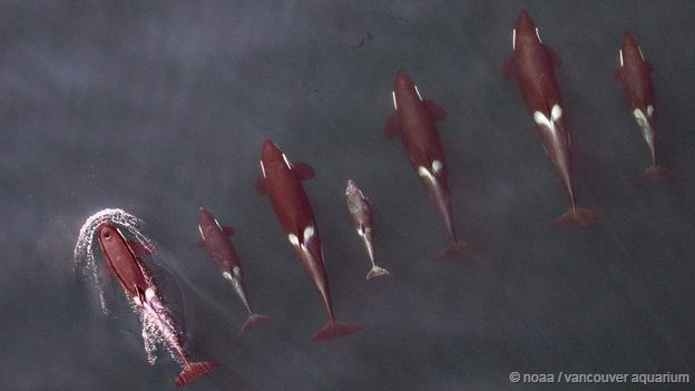 Ϊ�˸��õ��о�����ѧ����һͷ���Ի������ϰ�װ��׷����������������׷�������ж�������׷��������ʱ�䡣�����ʱ�����ͷ�������ڵ�Ⱥ�幥����8ͷ��ͷ�����̡�������7