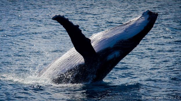 �뾨ͨ������Ϊ���;޴󣬵��͵��������Ķ���޲��ء�Ƥ�������о���ʾ�������ǵ���һ�档�ڱ�����׷���ʱ��һЩ�뾨���᳢ֻ��˦�����ǡ����������뾨��С�뾨������