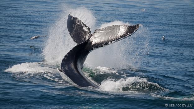 �뾨��ʱ�������Ĵ�β�������з���������ͷ�����г���ġ��������Է����������̽��б��������ǻ���ĸ��ͷ��һ���ֿ���������ʱ���ǻ���򻢾�����ʱ����ڻ���������֮�䣬