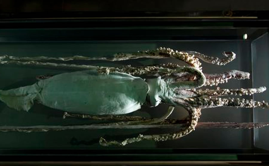 ʢʷɭѧľ˿ΪЩﲻӵо޴Ĵ룬иǿ̺ͷݣץסǵô߿ԶѲˡ