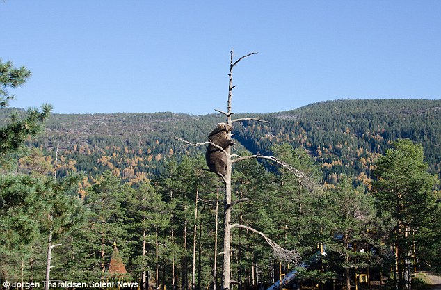 Ų��һֻ��������15���߸ߵ���֦ͷ���˯