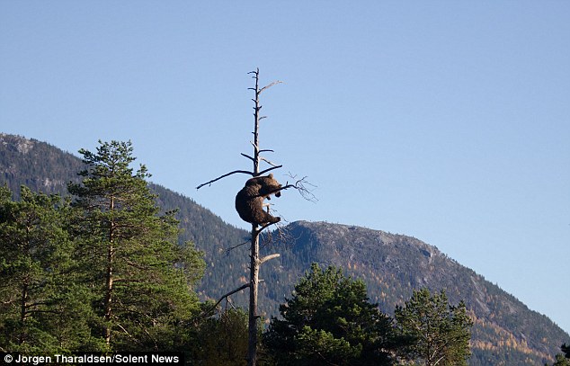 Ų��һֻ��������15���߸ߵ���֦ͷ���˯