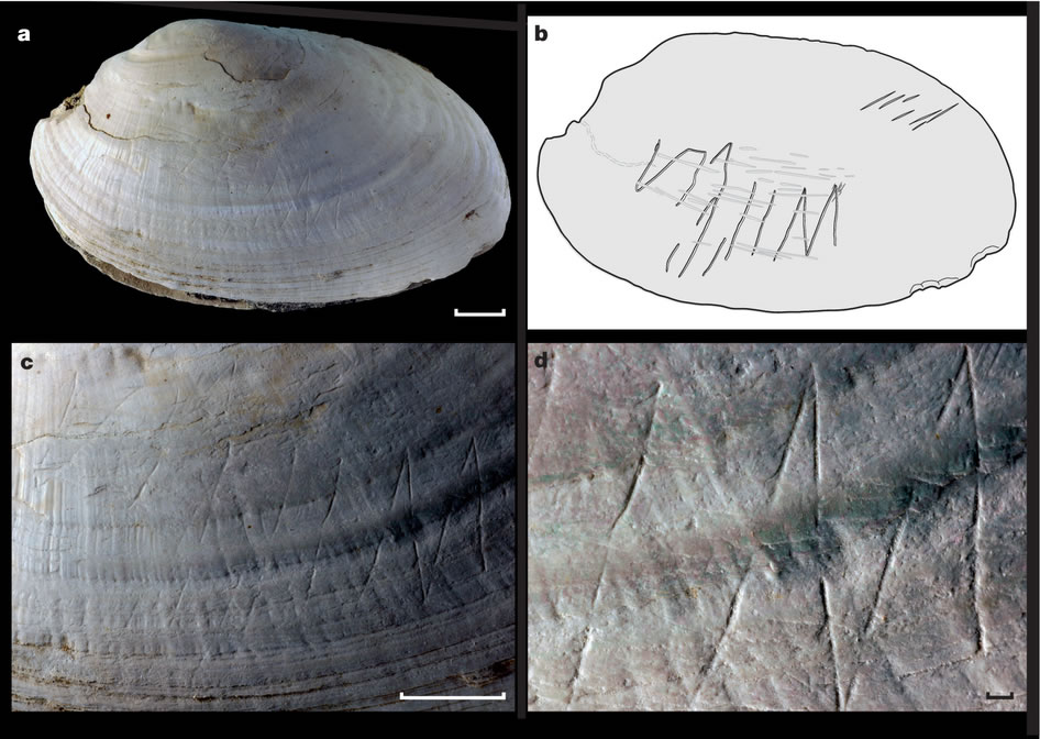 印度尼西亚爪哇的早期人类曾经用贝壳生产工具和雕刻