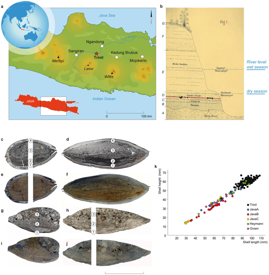 印度尼西亚爪哇的早期人类曾经用贝壳生产工具和雕刻