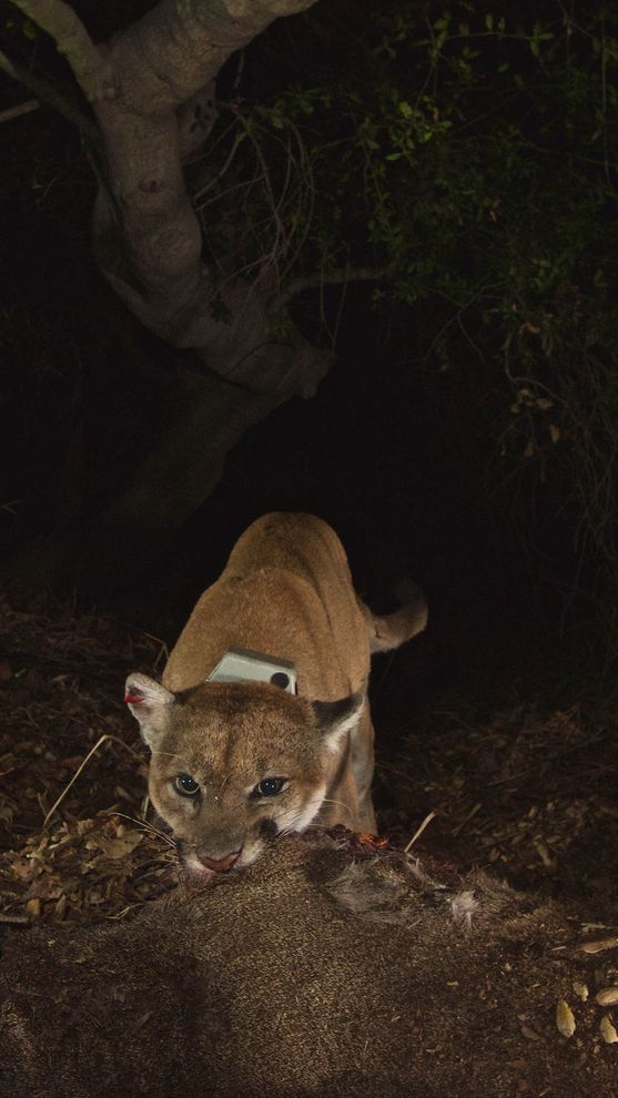 �����ĵ�����Ƭ�P-22 �ƺ��������ˡ���Ƭ�ṩ��National Park Service