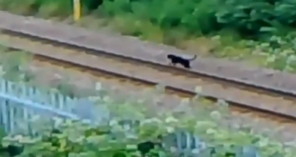 英国康沃尔郡东北部的“博德明野兽”Beast of Bodmin揭开真相?