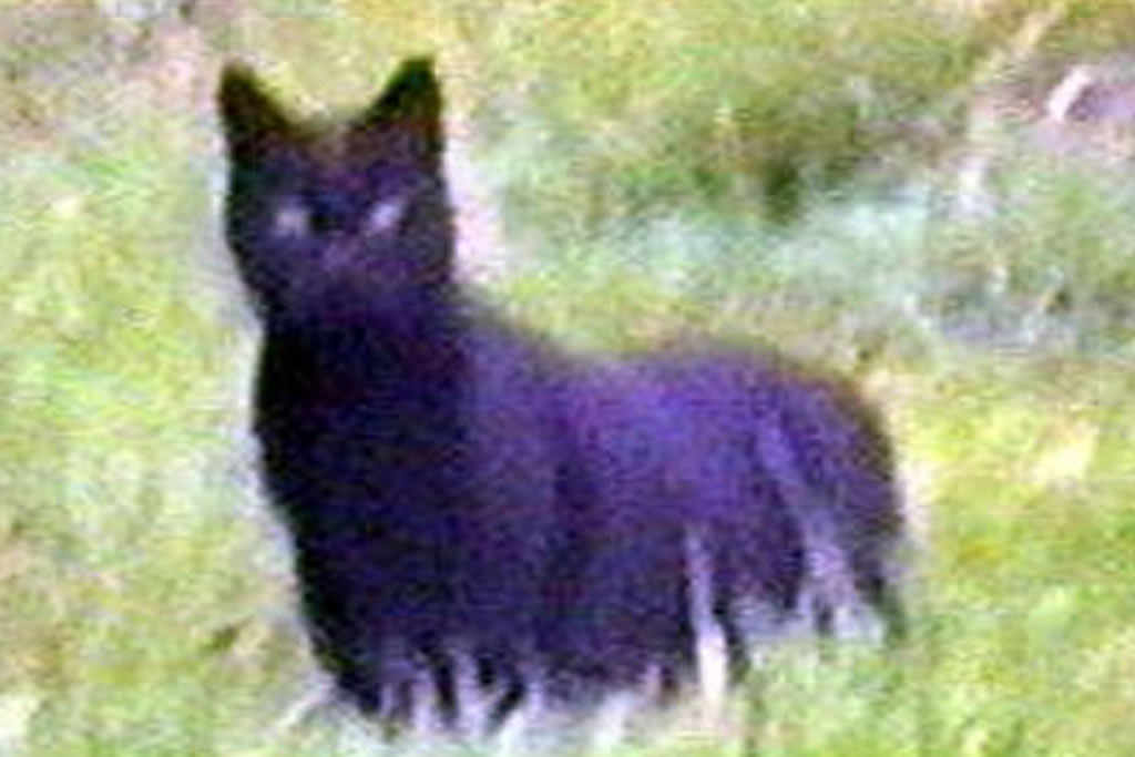 英国康沃尔郡东北部的“博德明野兽”Beast of Bodmin揭开真相?