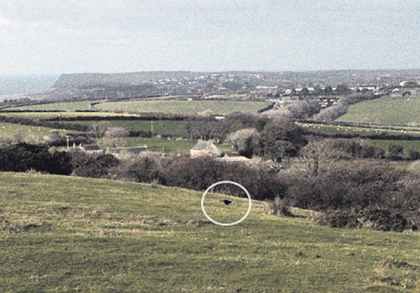 英国康沃尔郡东北部的“博德明野兽”Beast of Bodmin揭开真相?