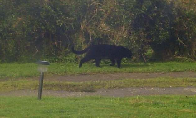 英国康沃尔郡东北部的“博德明野兽”Beast of Bodmin揭开真相?