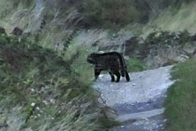 英国康沃尔郡东北部的“博德明野兽”Beast of Bodmin揭开真相?