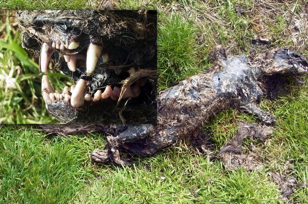 2012年时,有民众于当地发现不明动物遗骸,外观与传说中的野兽相似。