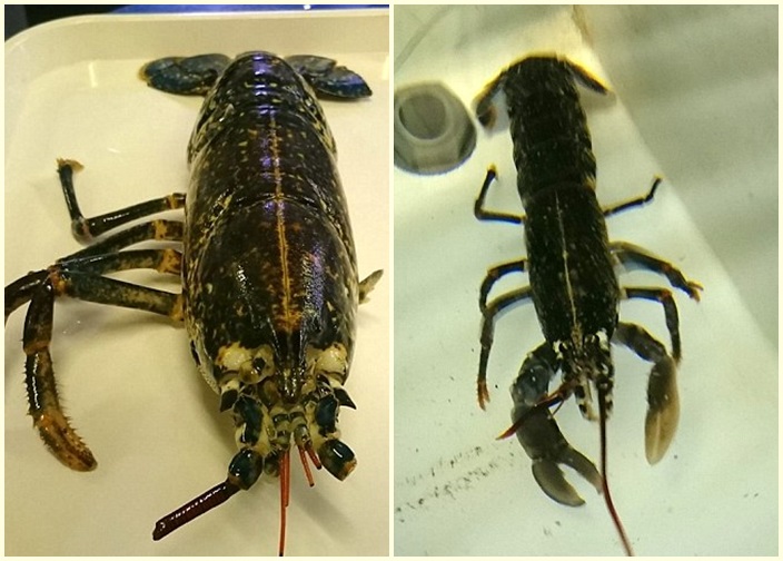 克迪亚(图)失去双钳及4只左脚,但短时间内已重新长出脚钳。