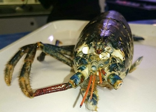 克迪亚最初送进保育中心时,伤势相当严重。