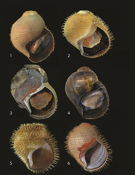 美国科学家在海洋下约3500米处的暖流里发现新品种蜗牛