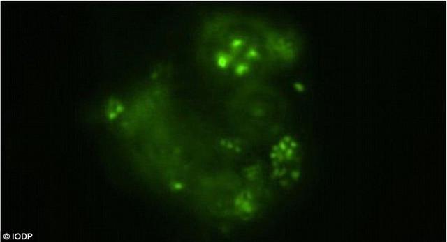 研究人员在日本海底钻探2446米,采集煤层样本发现竟然存在着单细胞微生物,这将对探索其它星球生命提供重要线索。