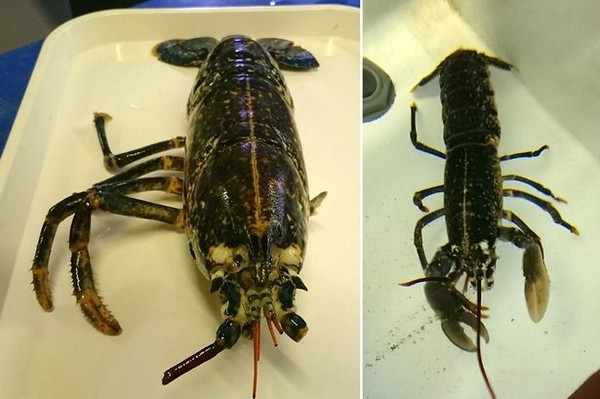 英国渔民捕获一只残障的怀孕龙虾 一次换壳把失去的断肢全部长回